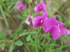 Tephrosia grandiflora