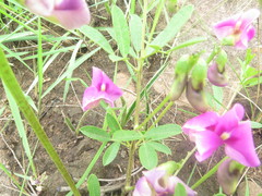 Tephrosia grandiflora