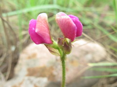 Tephrosia grandiflora