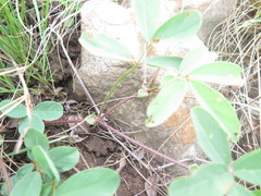 Tephrosia grandiflora