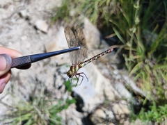 Caliaeschna microstigma