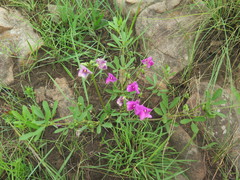 Tephrosia grandiflora
