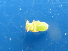 Acizzia jamatonica