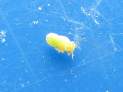 Acizzia jamatonica