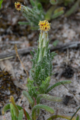 Podotheca angustifolia