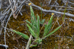 Podotheca angustifolia