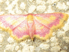 Idaea muricata