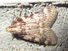 Aglossa dimidiatus
