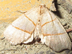Gonepatica opalina