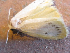 Miltochrista calamina