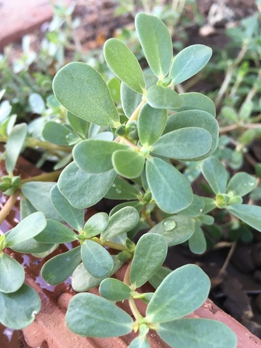 Common Purslane