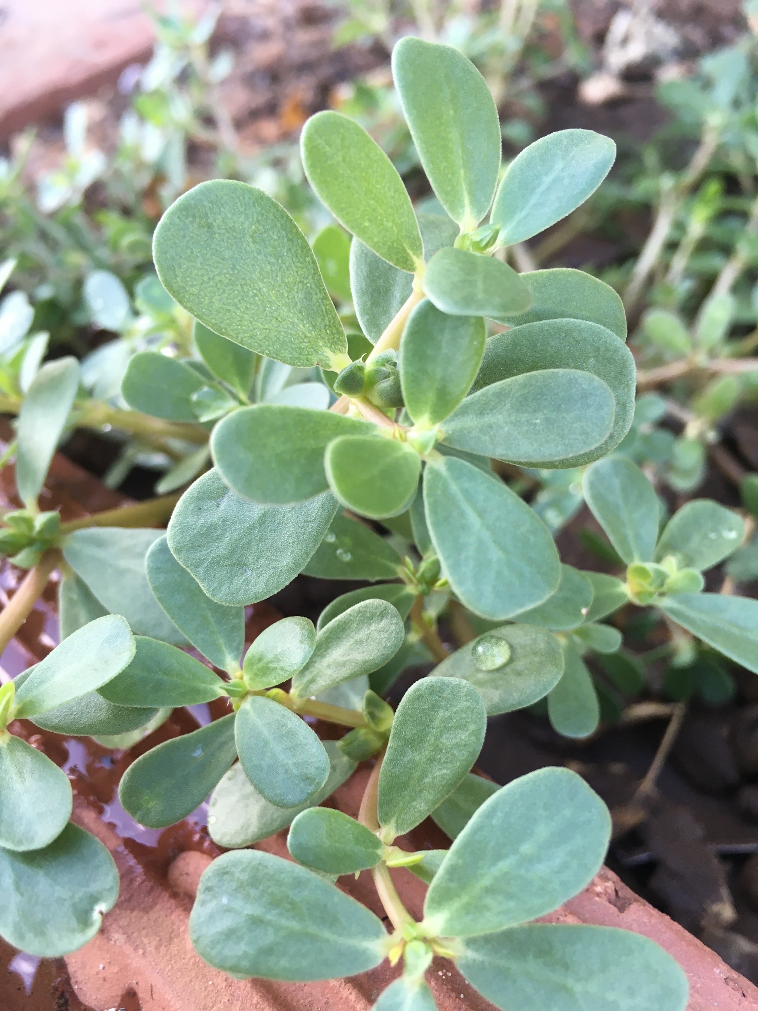 Portulaca oleracea