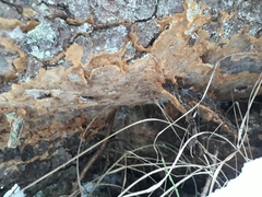 Asterodon ferruginosus