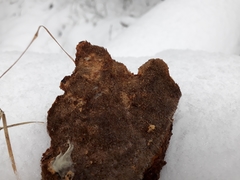Asterodon ferruginosus