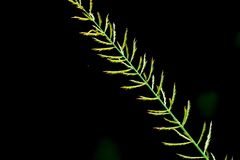 Pogonarthria squarrosa