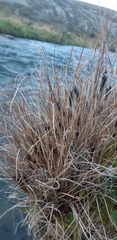 Carex petriei