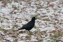Corvus frugilegus
