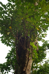 Machilus chekiangensis