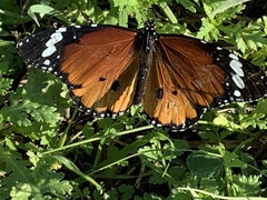 Danaus chrysippus