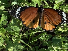 Danaus chrysippus