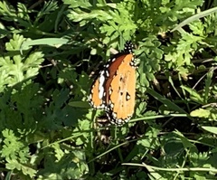 Danaus chrysippus