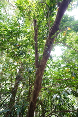 Eustigma oblongifolium