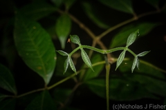 Bouchardatia neurococca