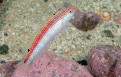Suezichthys arquatus