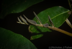 Flindersia bennettii
