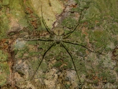 Tamopsis tweedensis