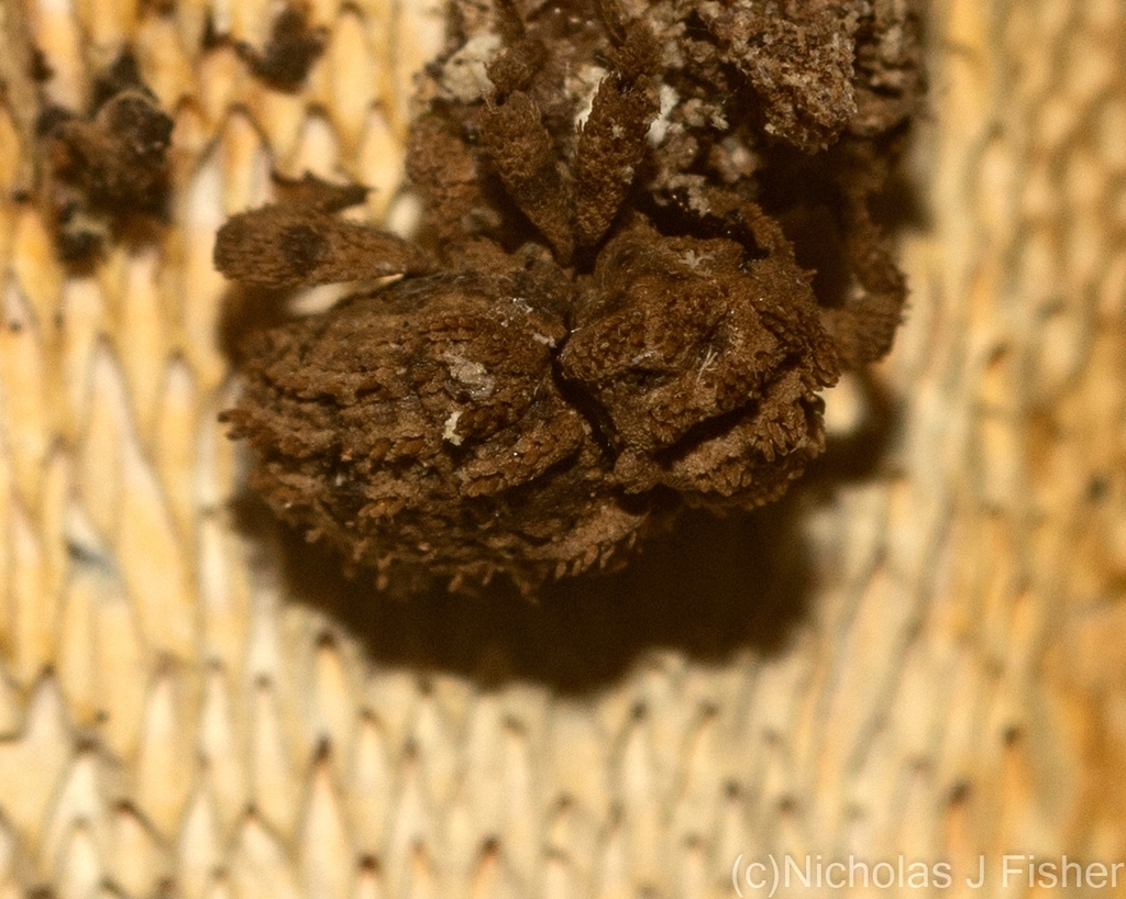 Pseudapries