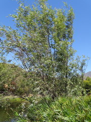 Salix mucronata mucronata