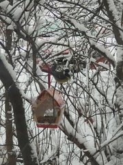 Parus major