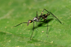 Glyphodera
