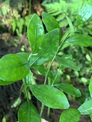 Robsonodendron eucleiforme