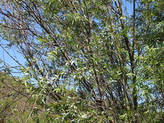 Salix mucronata mucronata