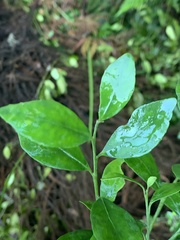 Robsonodendron eucleiforme