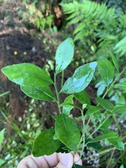 Robsonodendron eucleiforme
