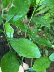 Robsonodendron eucleiforme