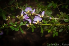 Pedleya acanthoclada