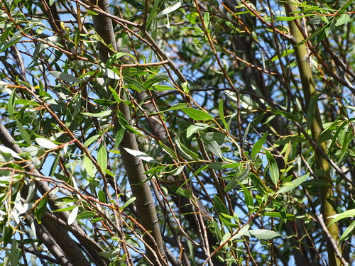 Image of Salix mucronata by (c) Shaun Swanepoel, some rights reserved (CC BY)