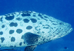 Epinephelus tukula