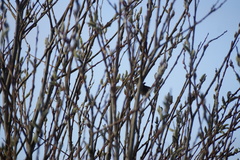 Sephanoides sephaniodes