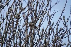 Sephanoides sephaniodes