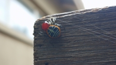 Camaricus nigrotesselatus