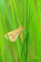 Chiasmia turbulentata