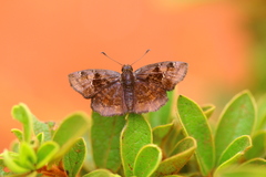 Eretis umbra umbra