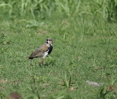 Vanellus chilensis