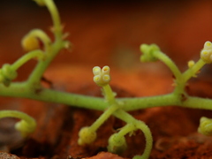 Cyphostemma lanigerum