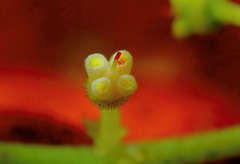 Cyphostemma lanigerum